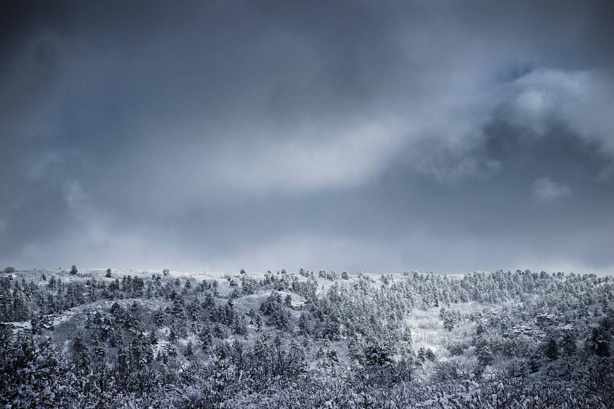 colorado springs trees covered with snow united states